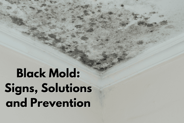 Black Mold: Signs, Solutions, and Prevention