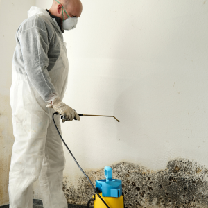 Mold Remediation