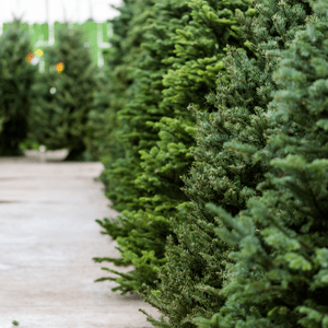 Christmas tree syndrome, Real tree farm allergies- more Christmas mold problems