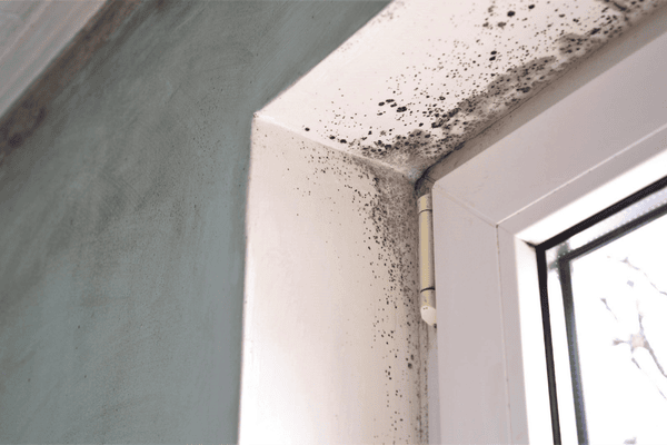 find hidden mold- spots of black mold inside near window